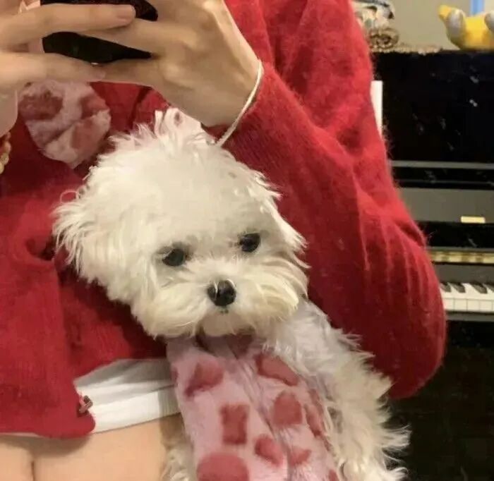 新年抱着狗狗不露脸女生头像
