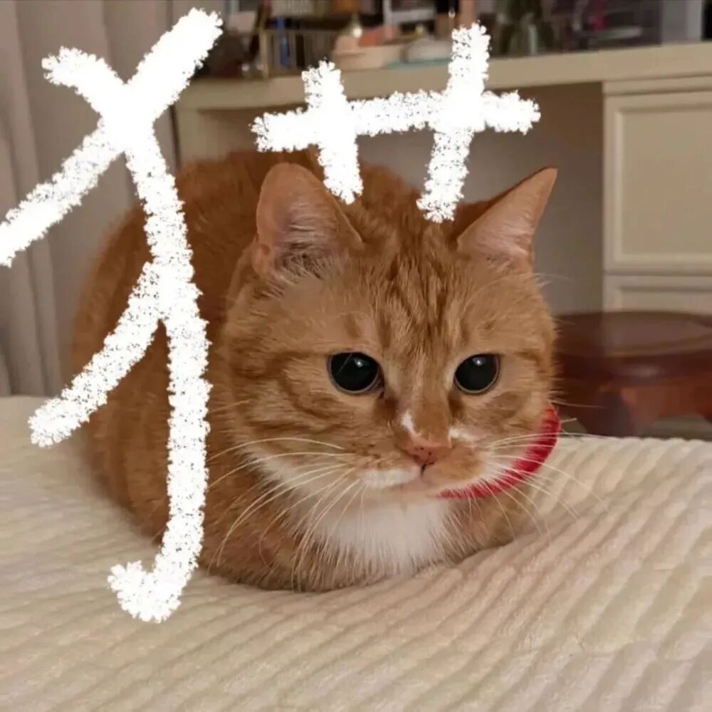 mnkongbyixizhumaohainuo可爱文字猫咪情侣头像