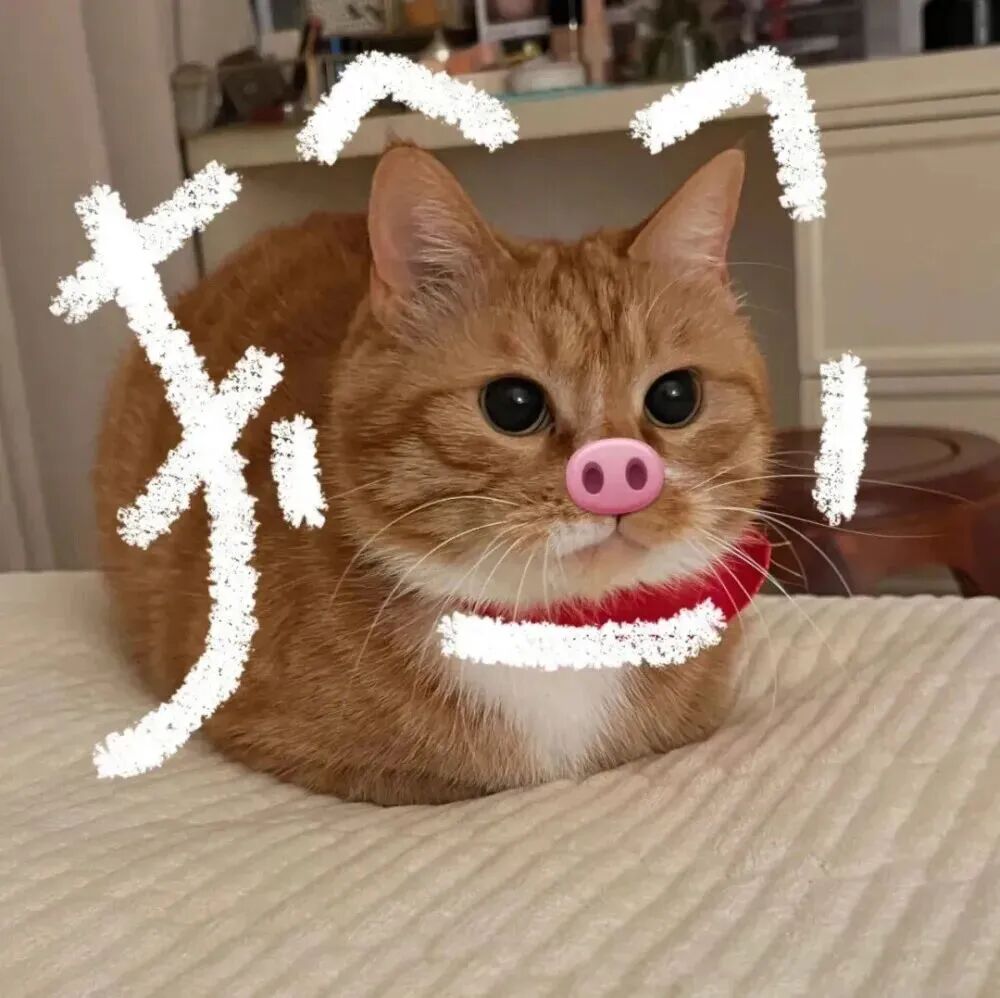mnkongbyixizhumaohainuo可爱文字猫咪情侣头像
