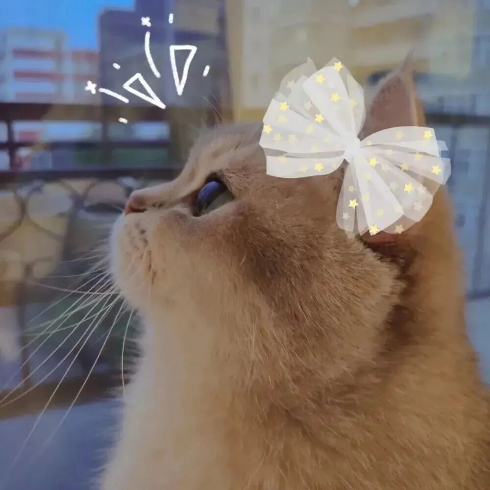 maomiqinglaopo猫咪情侣头像