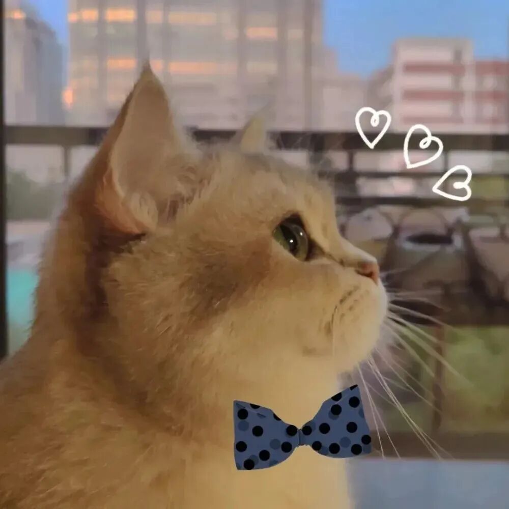maomiqinglaopo猫咪情侣头像