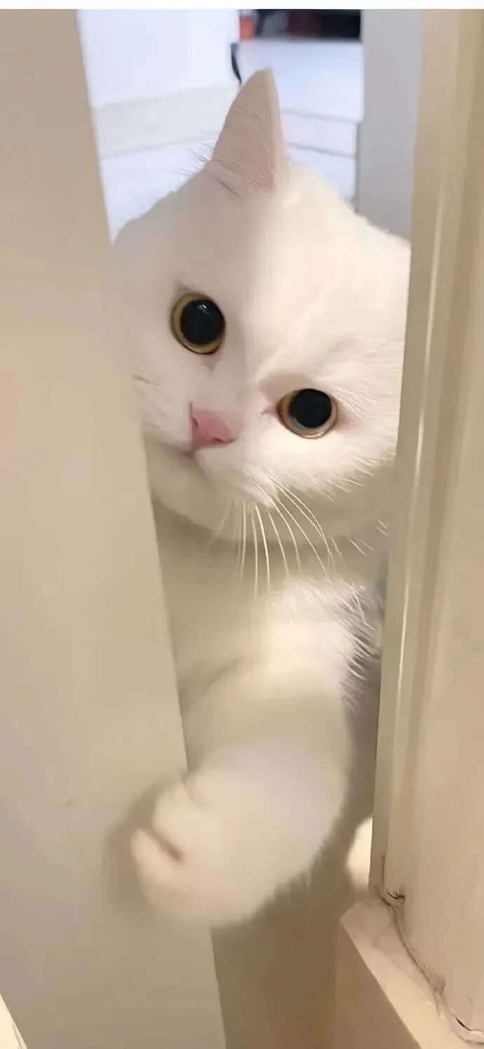 什锦