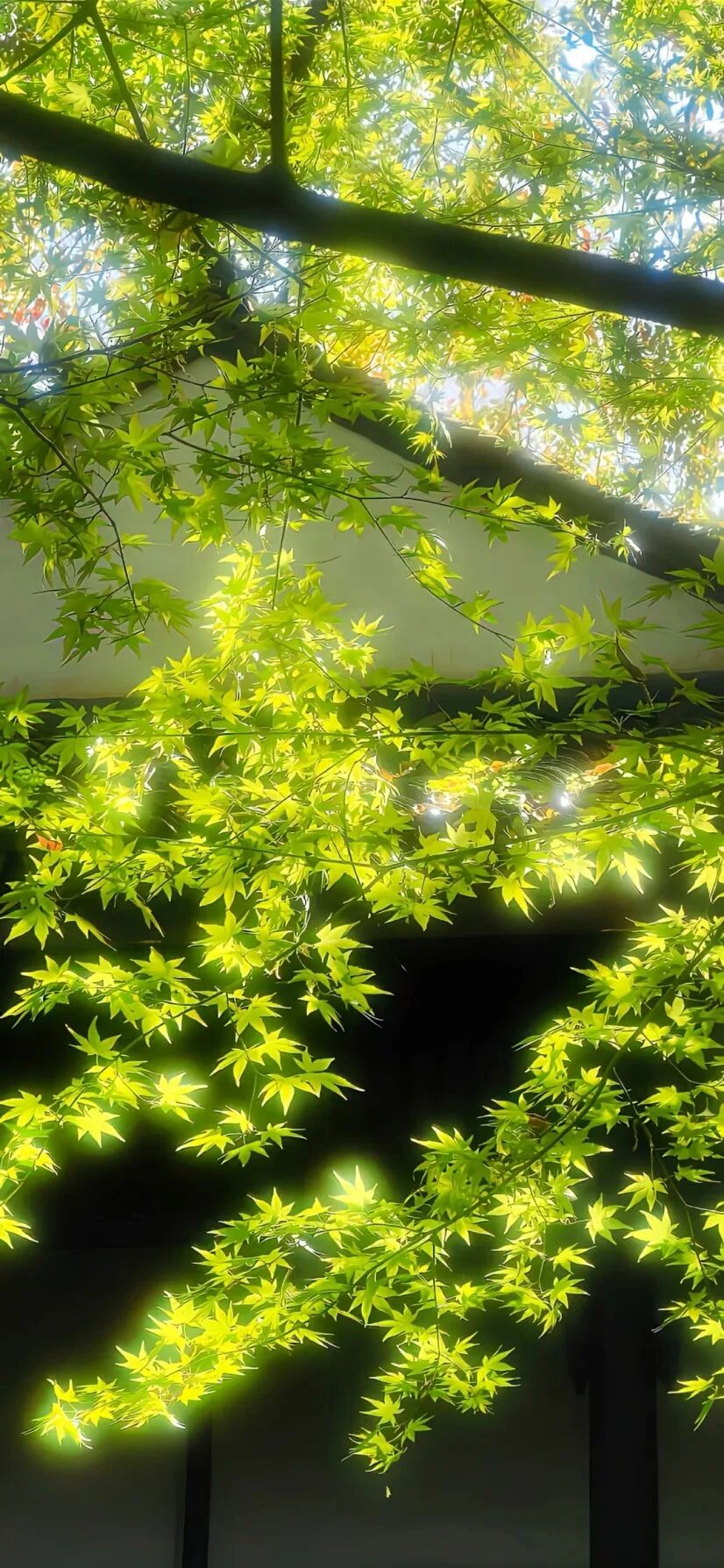 风景