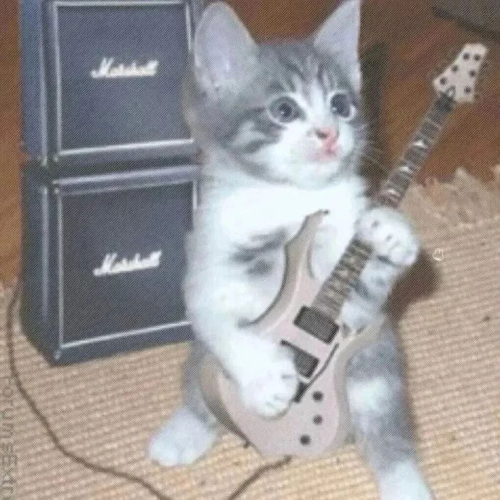 吉他猫咪萌宠头像