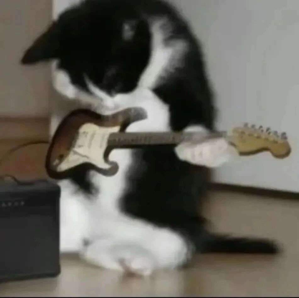 吉他猫咪萌宠头像