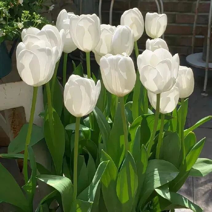 鲜花朋友圈背景图