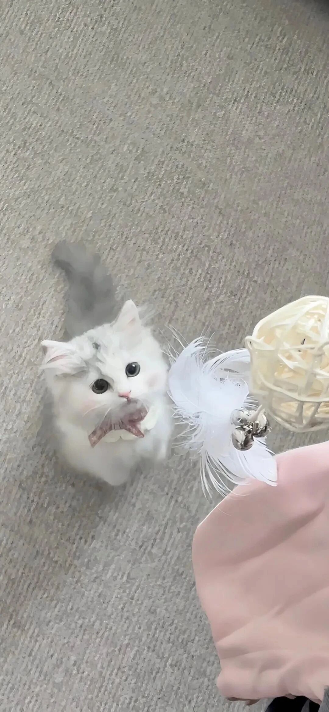 可爱猫咪萌宠壁纸