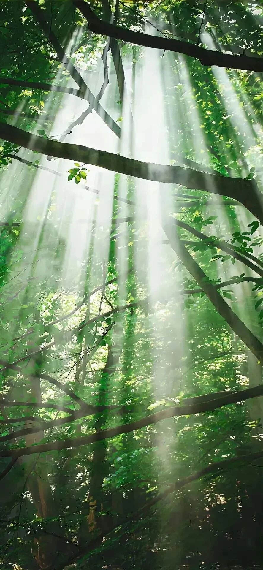 风景