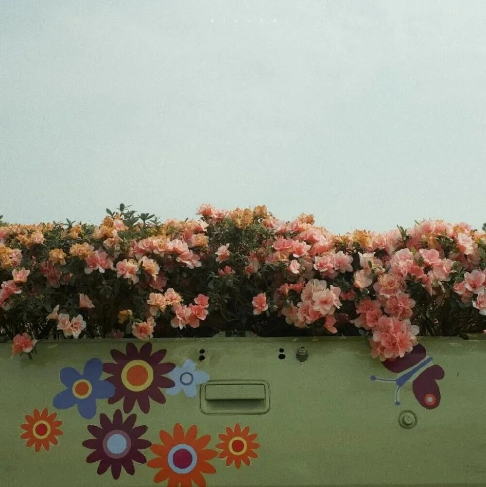 鲜花朋友圈背景图