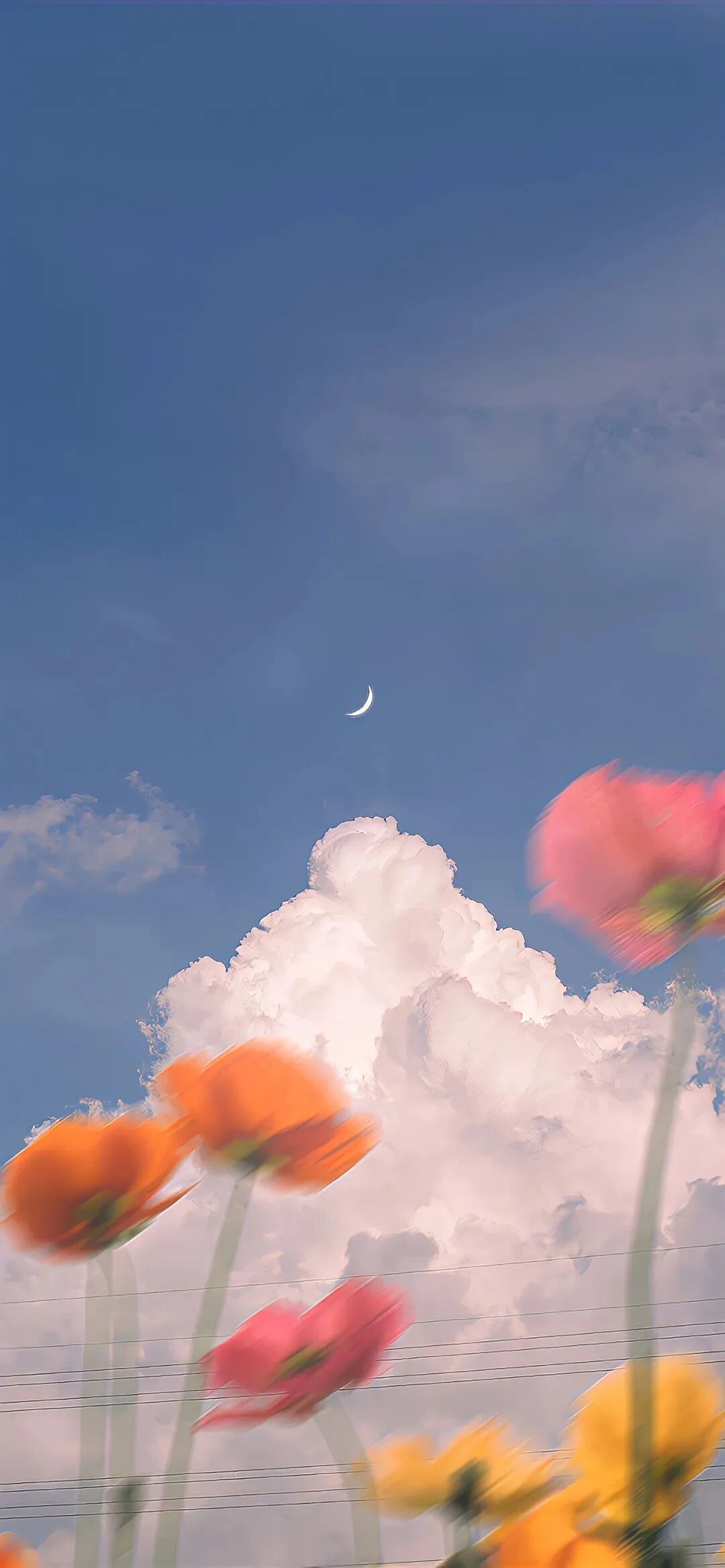 风景