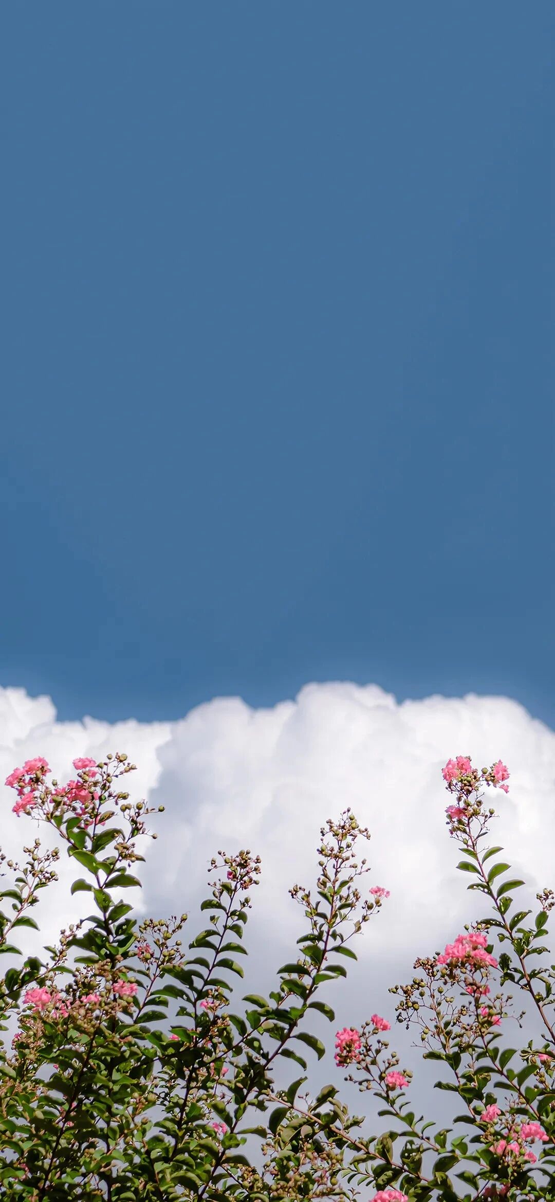 风景