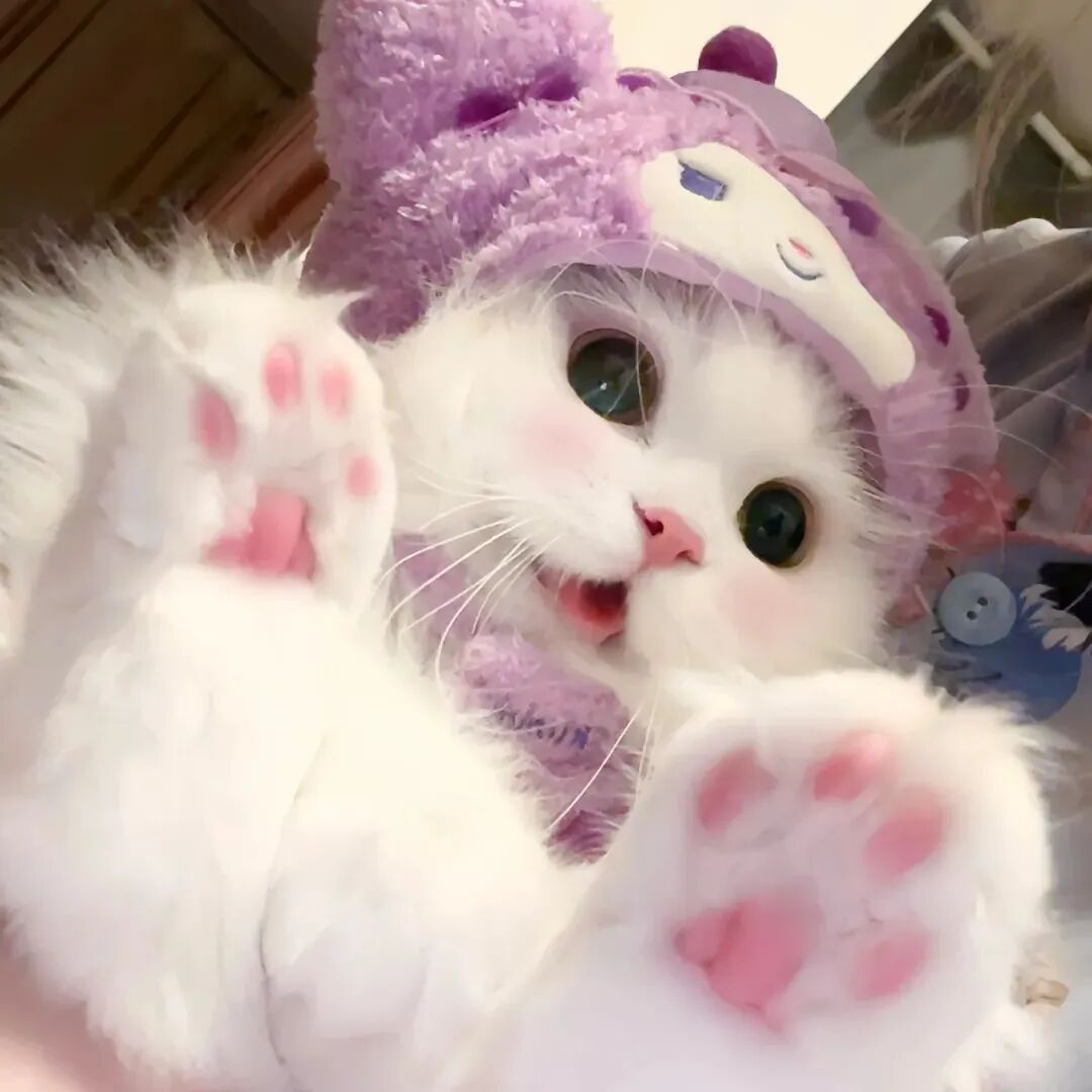 可爱猫咪萌宠头像
