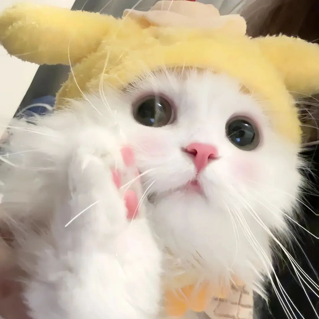 可爱猫咪萌宠头像