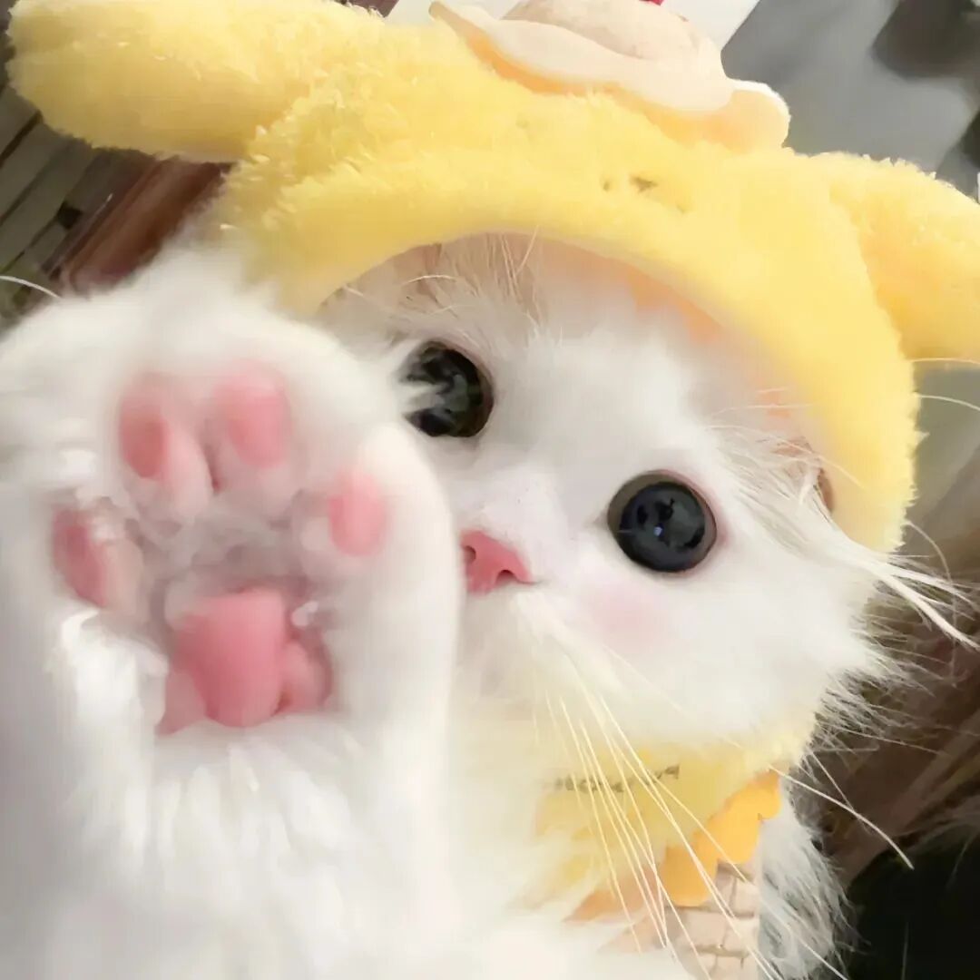 可爱猫咪萌宠头像