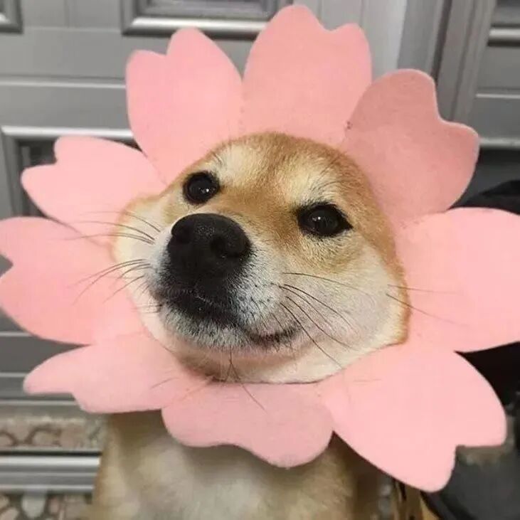 萌宠 萌宠头像 宠物  狗