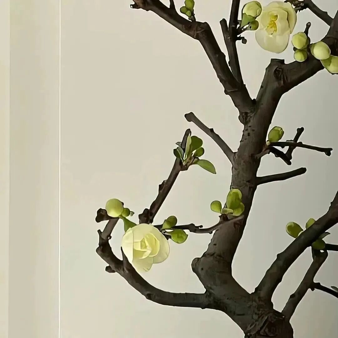 背景图 小清新