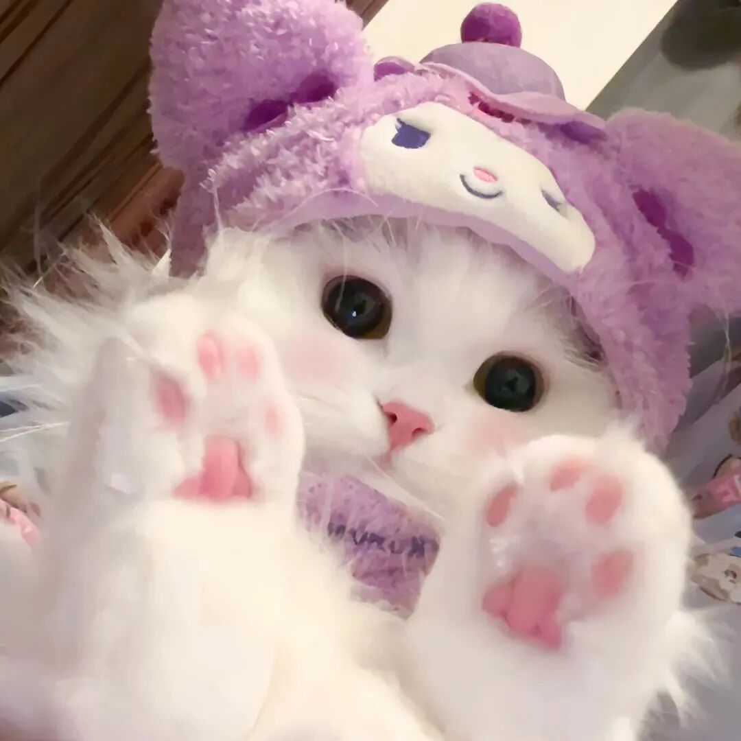 可爱猫咪萌宠头像