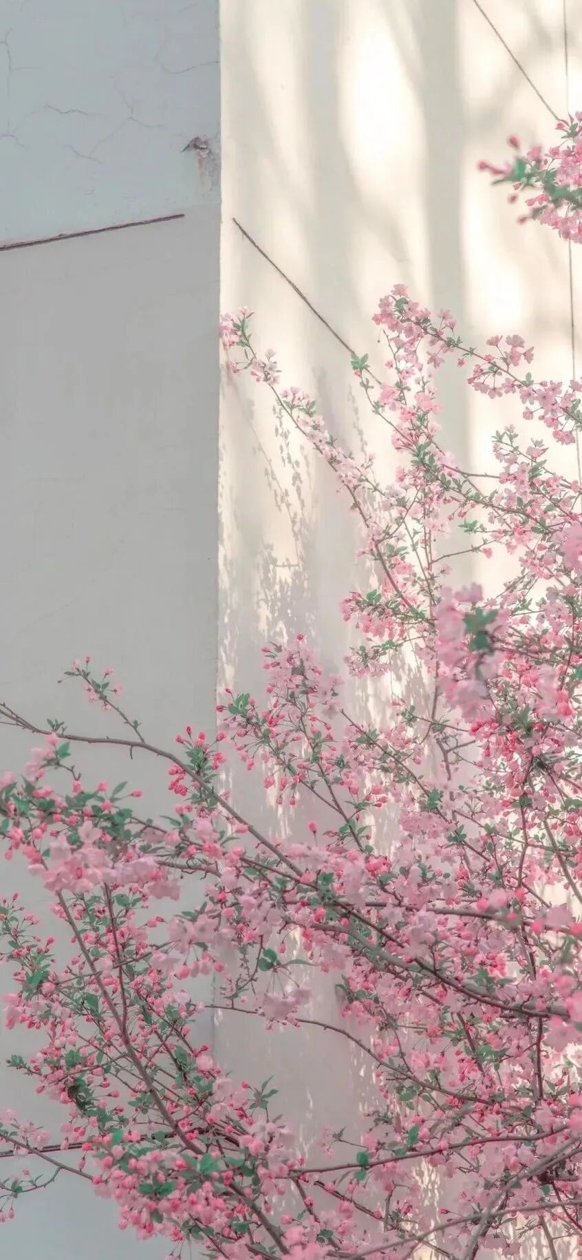 风景
