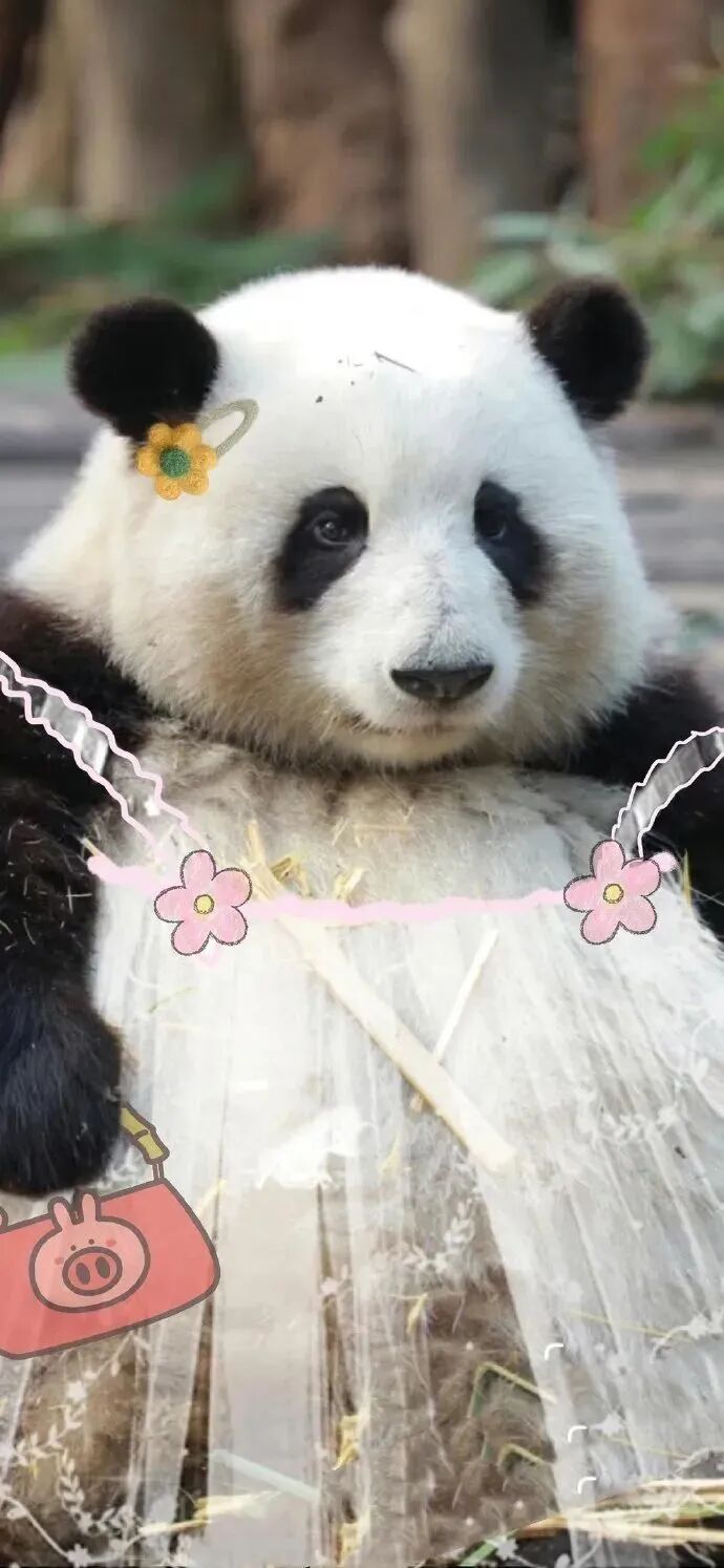 可爱熊猫壁纸