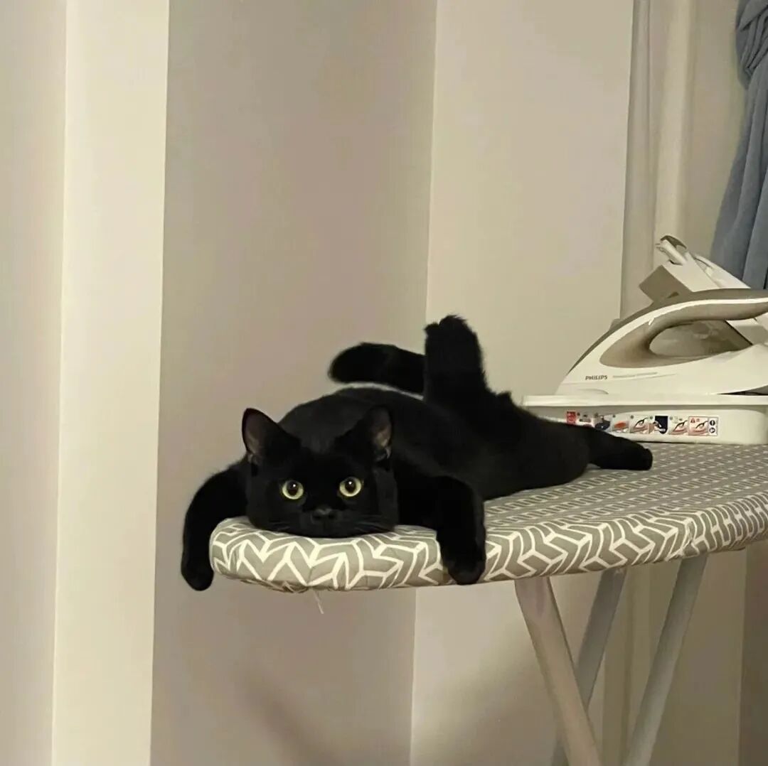 黑煤球猫咪萌宠头像