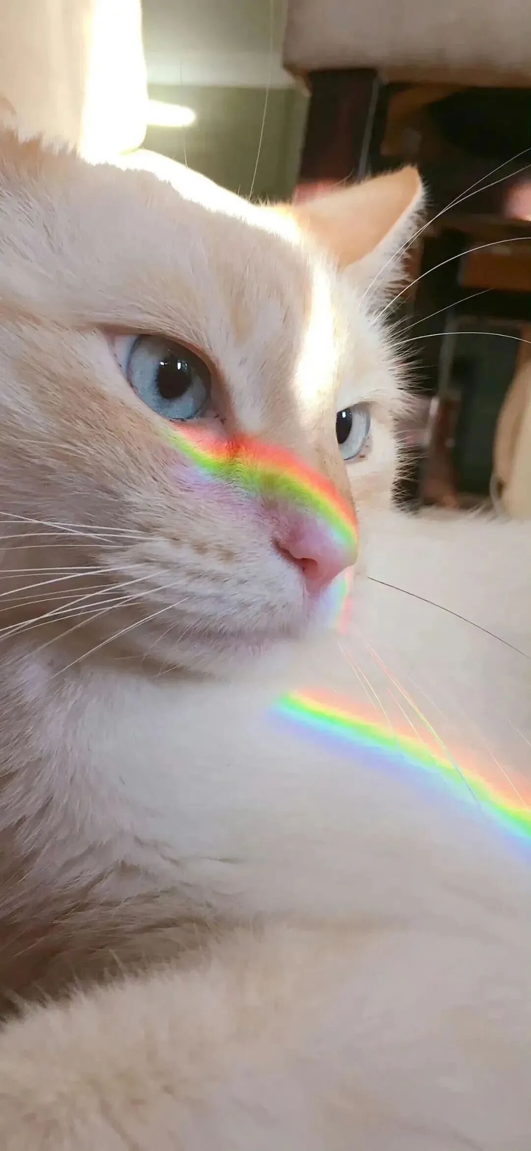 什锦