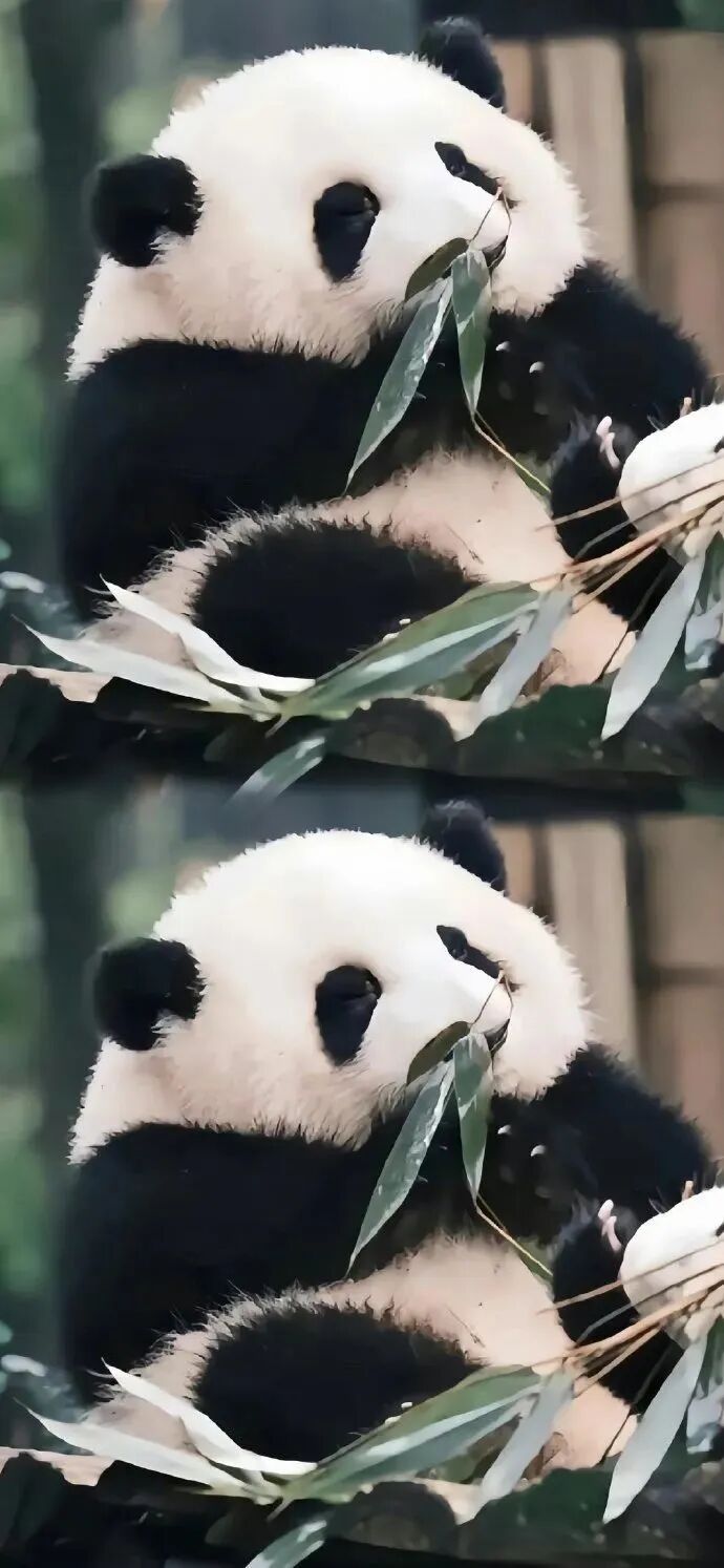可爱熊猫壁纸
