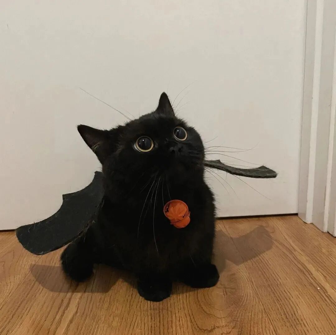 黑煤球猫咪萌宠头像