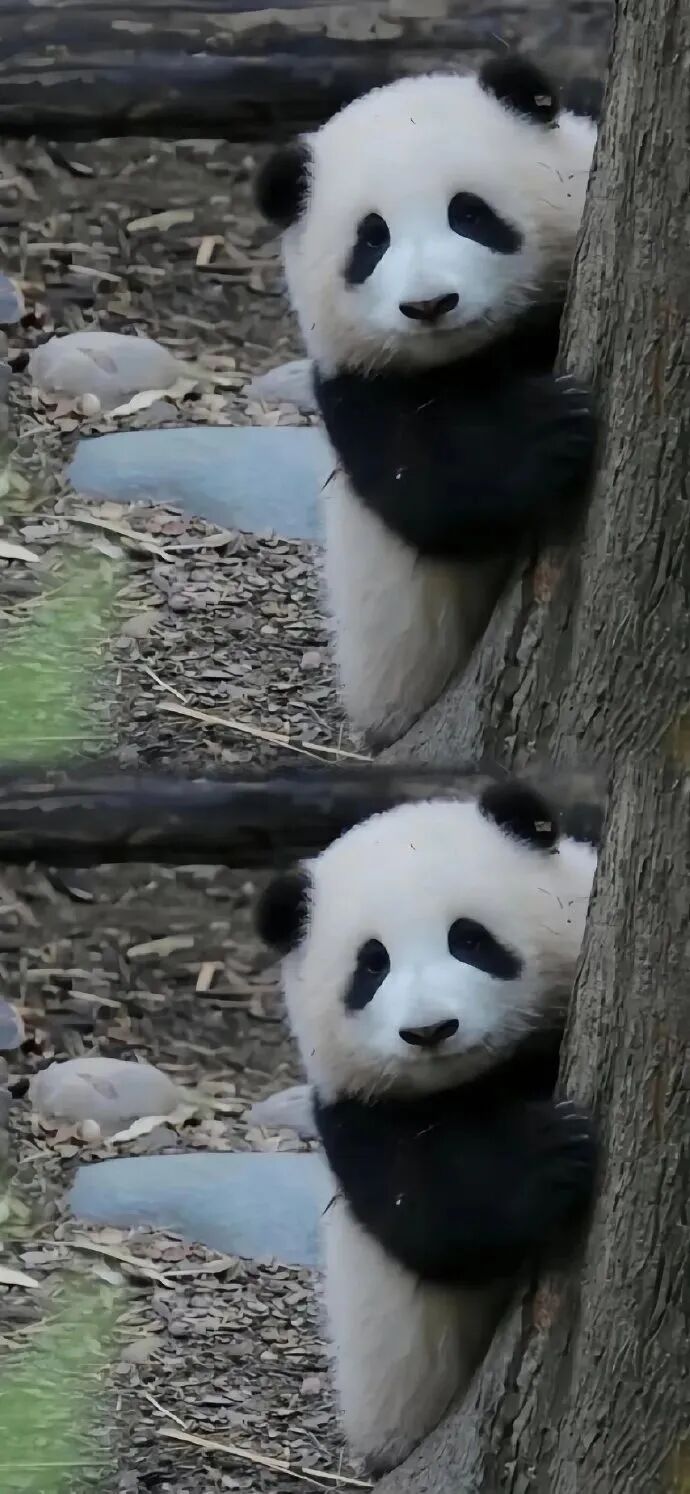 可爱熊猫壁纸