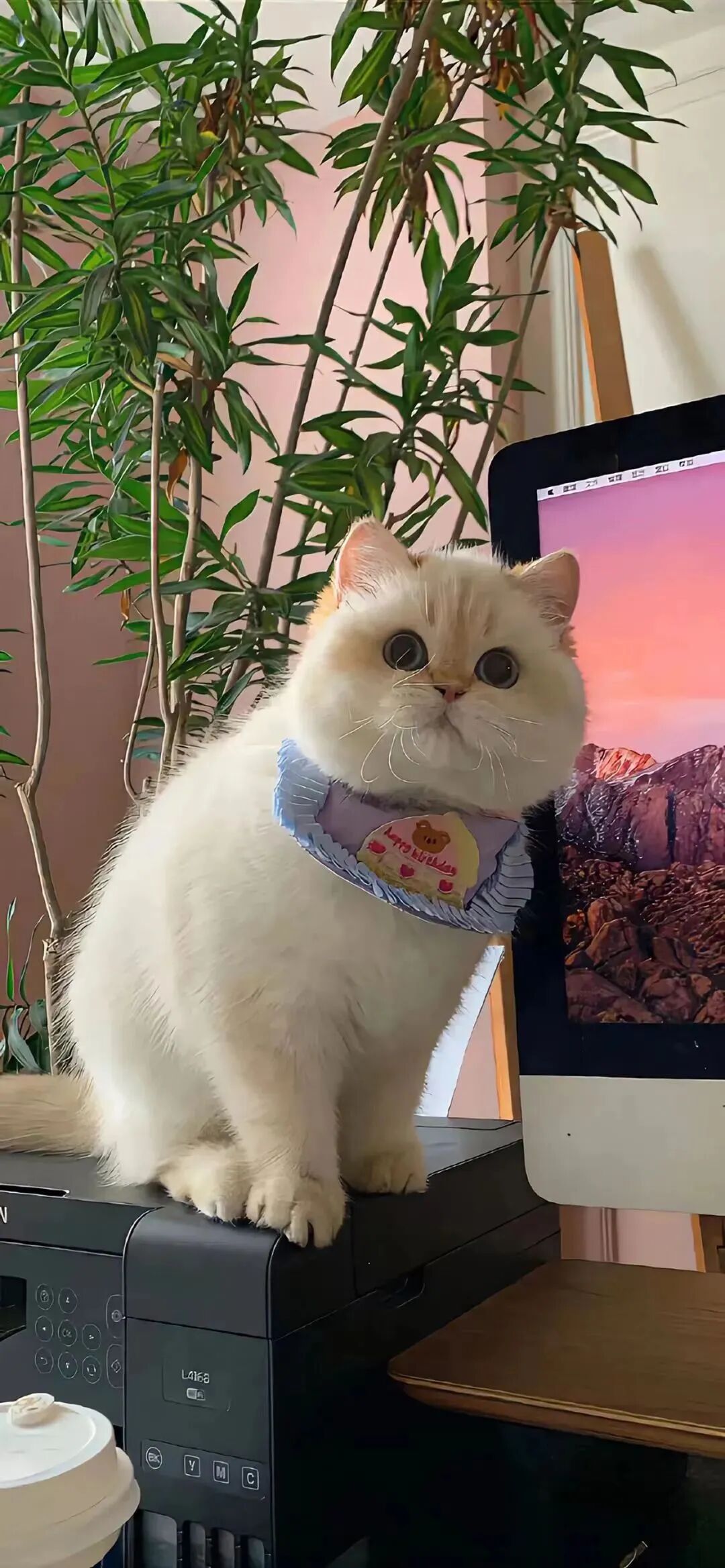 可爱猫咪壁纸