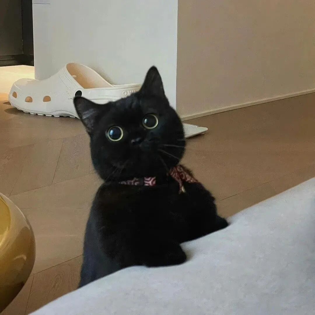 黑煤球猫咪萌宠头像