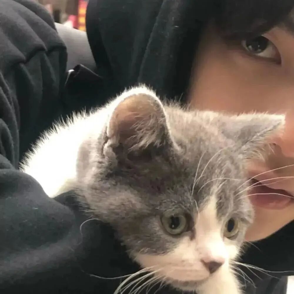 抱着猫咪帅气男生头像