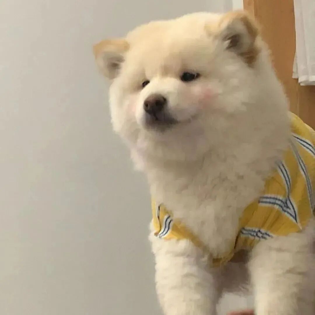 金毛狗狗萌宠头像