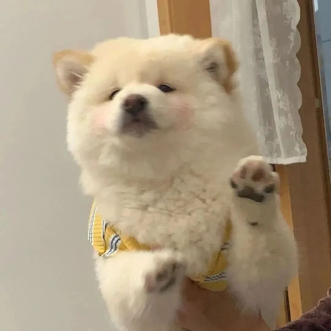 金毛狗狗萌宠头像