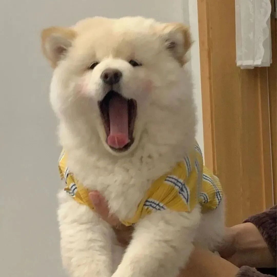 金毛狗狗萌宠头像