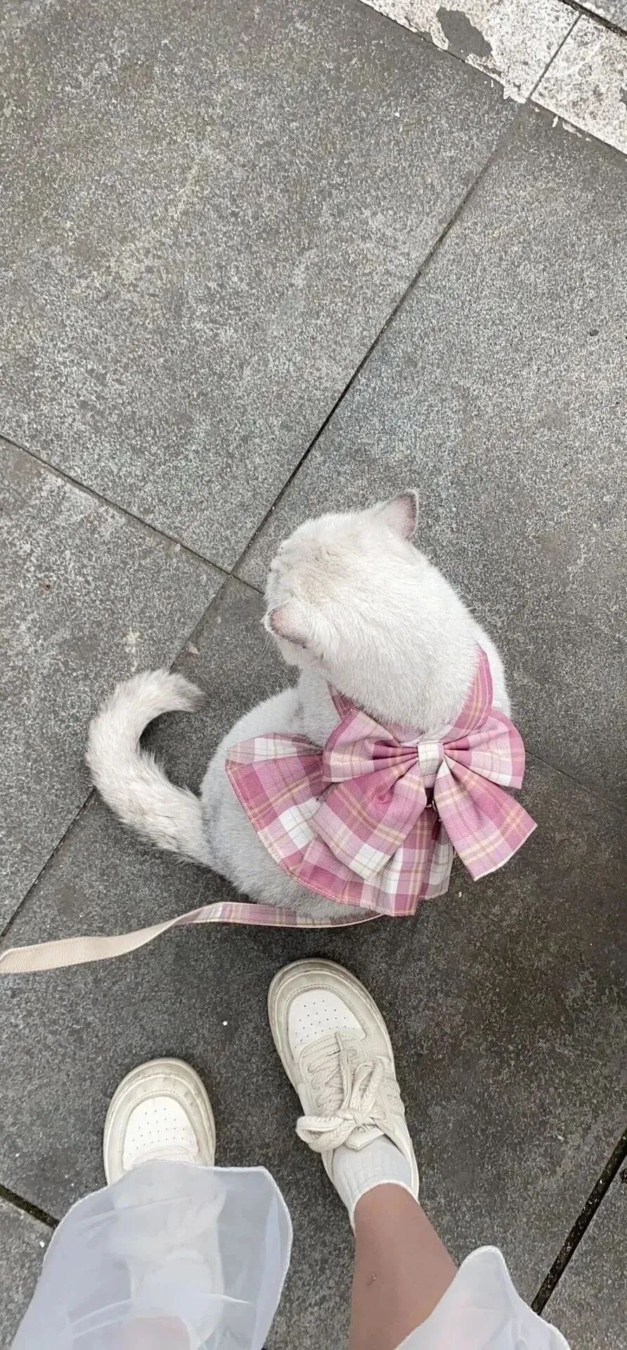 可爱猫咪萌宠壁纸
