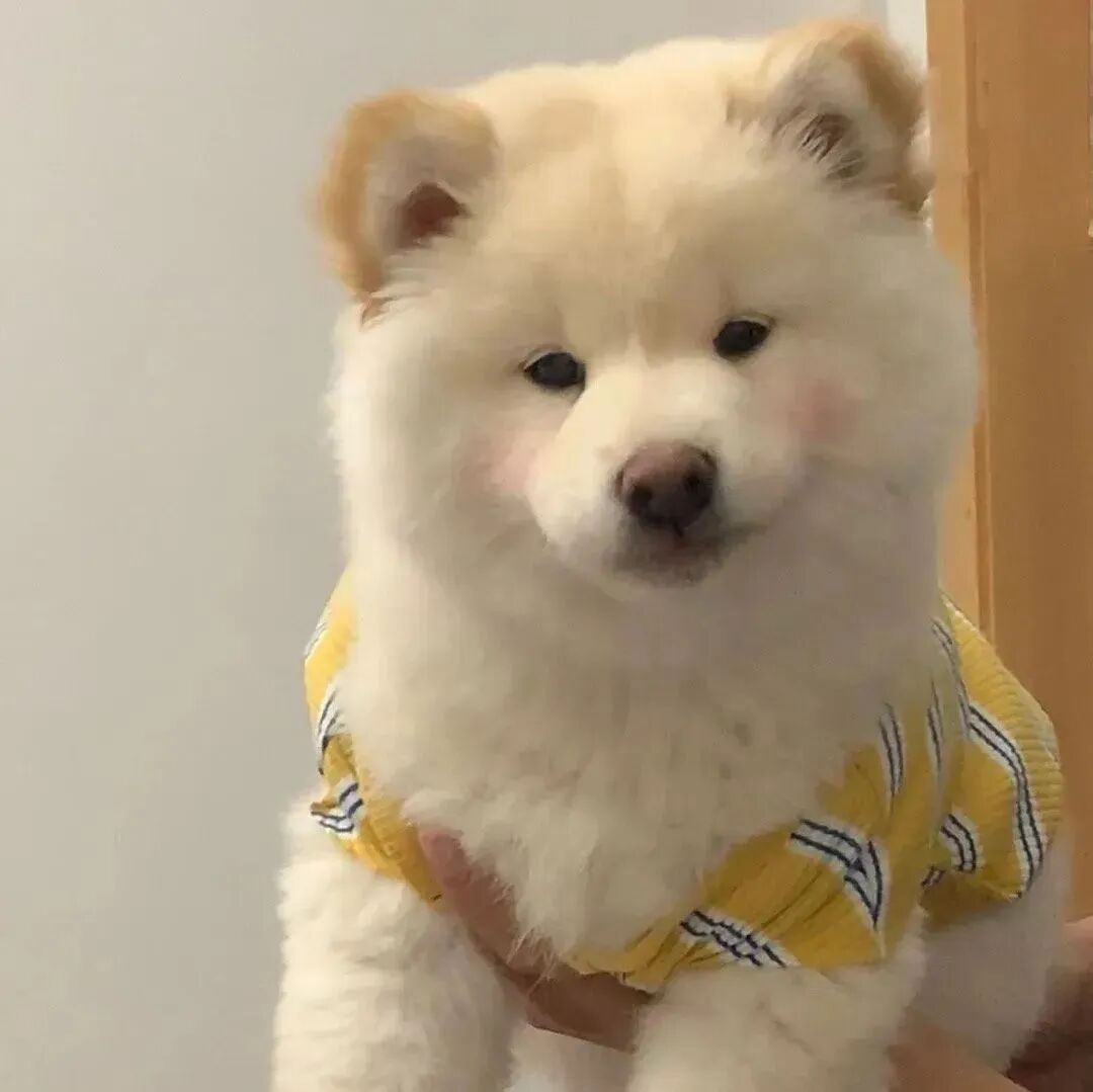 金毛狗狗萌宠头像