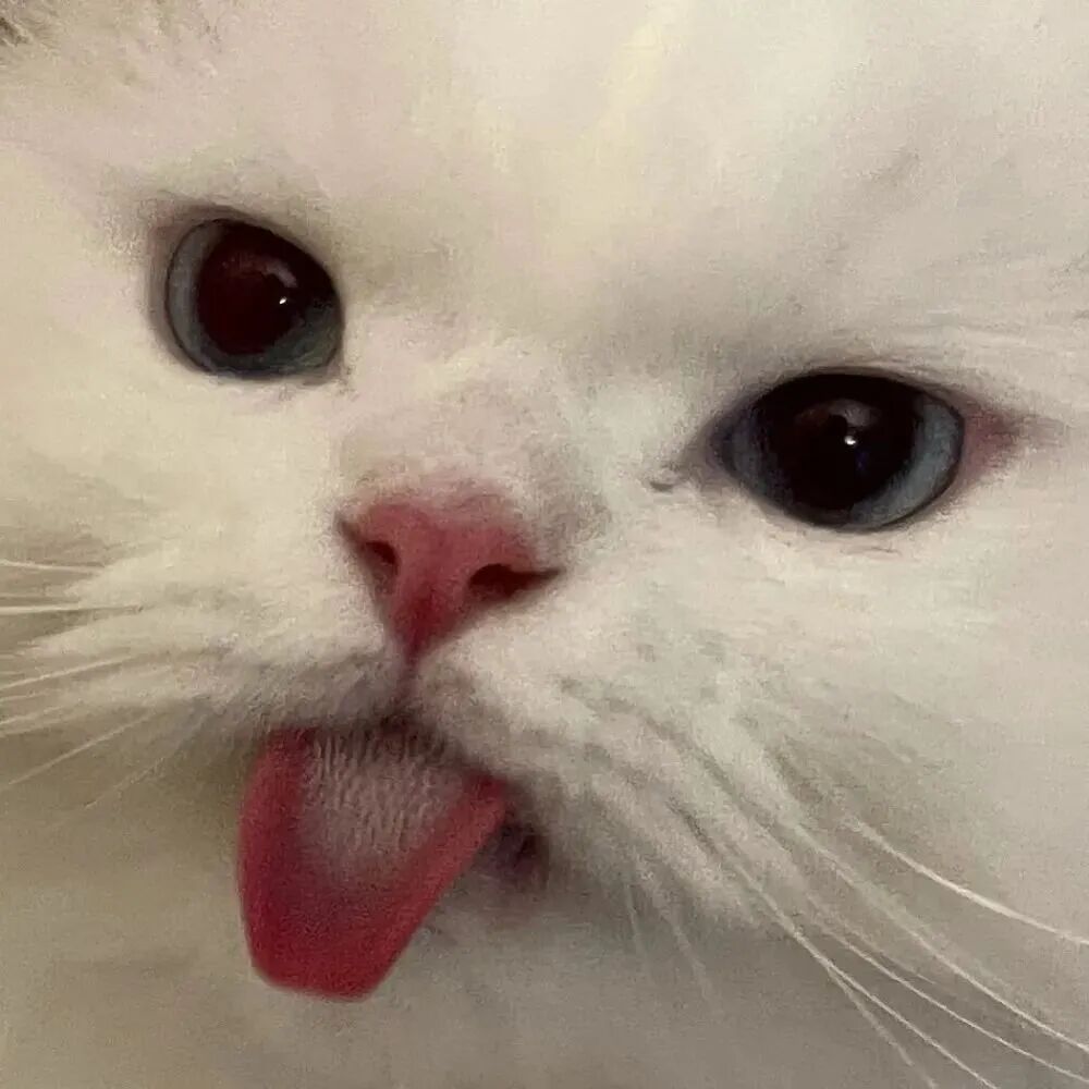可爱猫咪萌宠头像