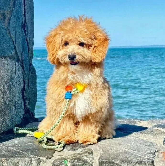 狗狗萌宠头像