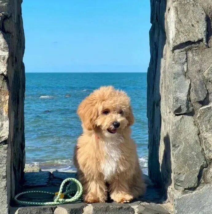 狗狗萌宠头像