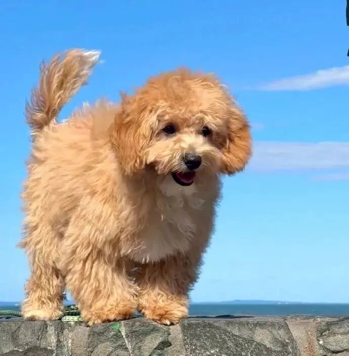 狗狗萌宠头像