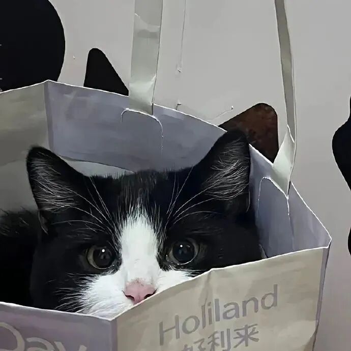猫咪萌宠头像