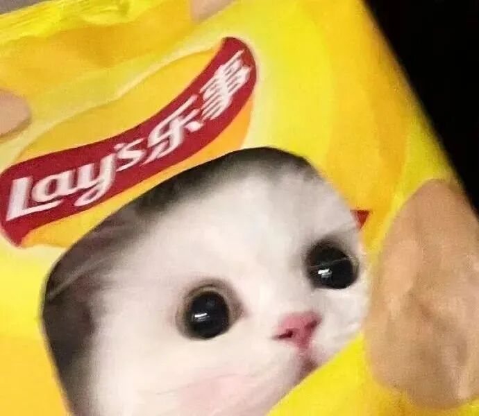 萌宠 萌宠头像  小猫头像 可爱 可爱头像