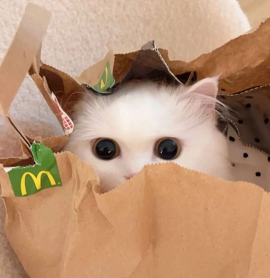 萌宠 萌宠头像  小猫头像