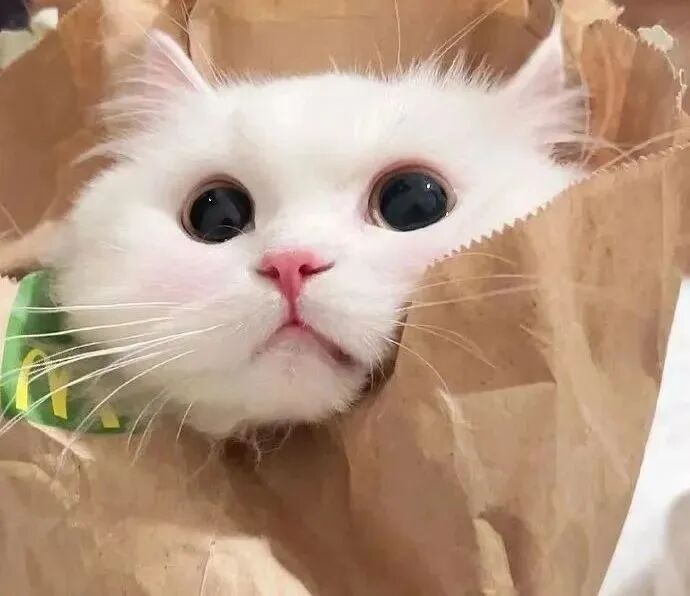 萌宠 萌宠头像  小猫头像 可爱 可爱头像
