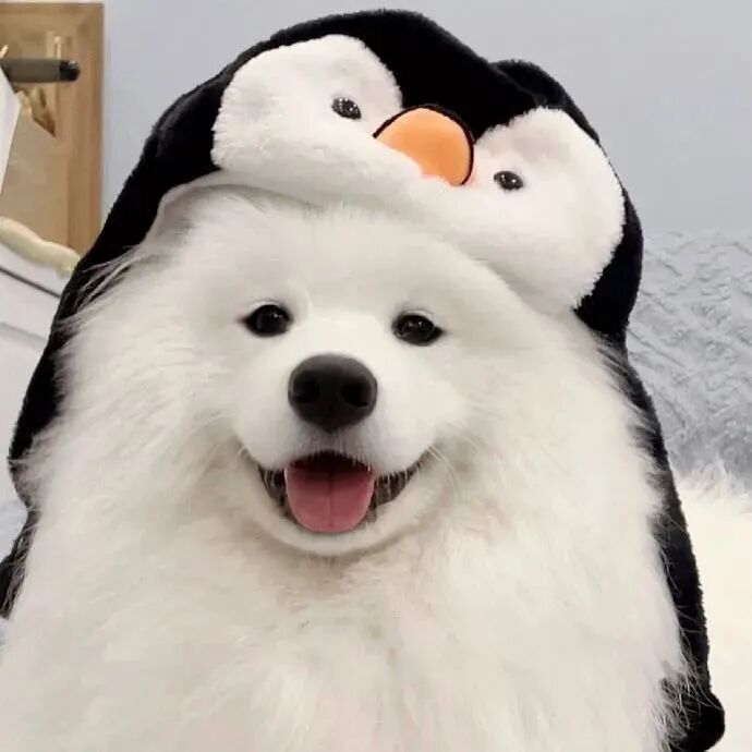 冬天狗狗萌宠头像