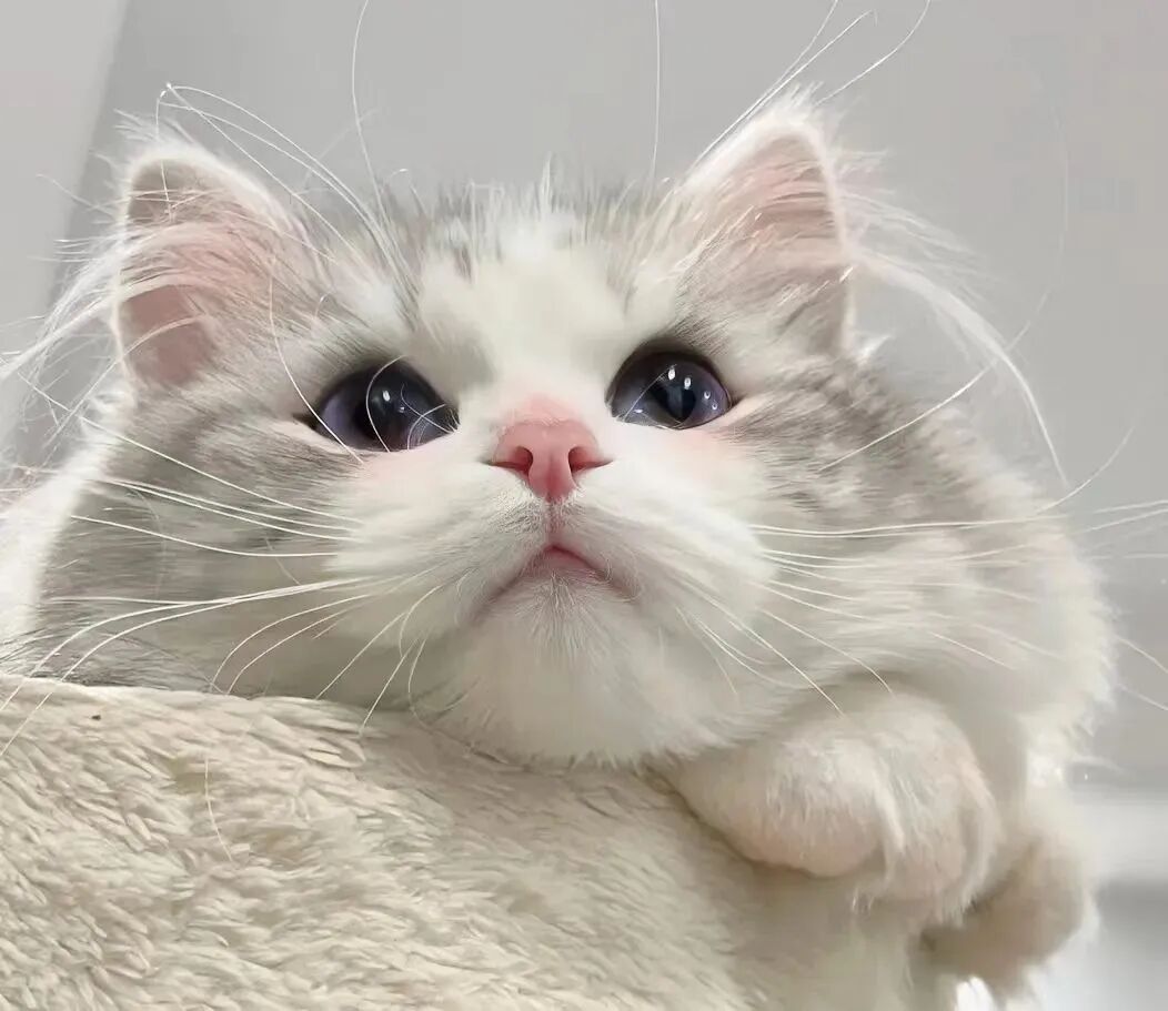 萌宠 萌宠头像  小猫头像 可爱 可爱头像