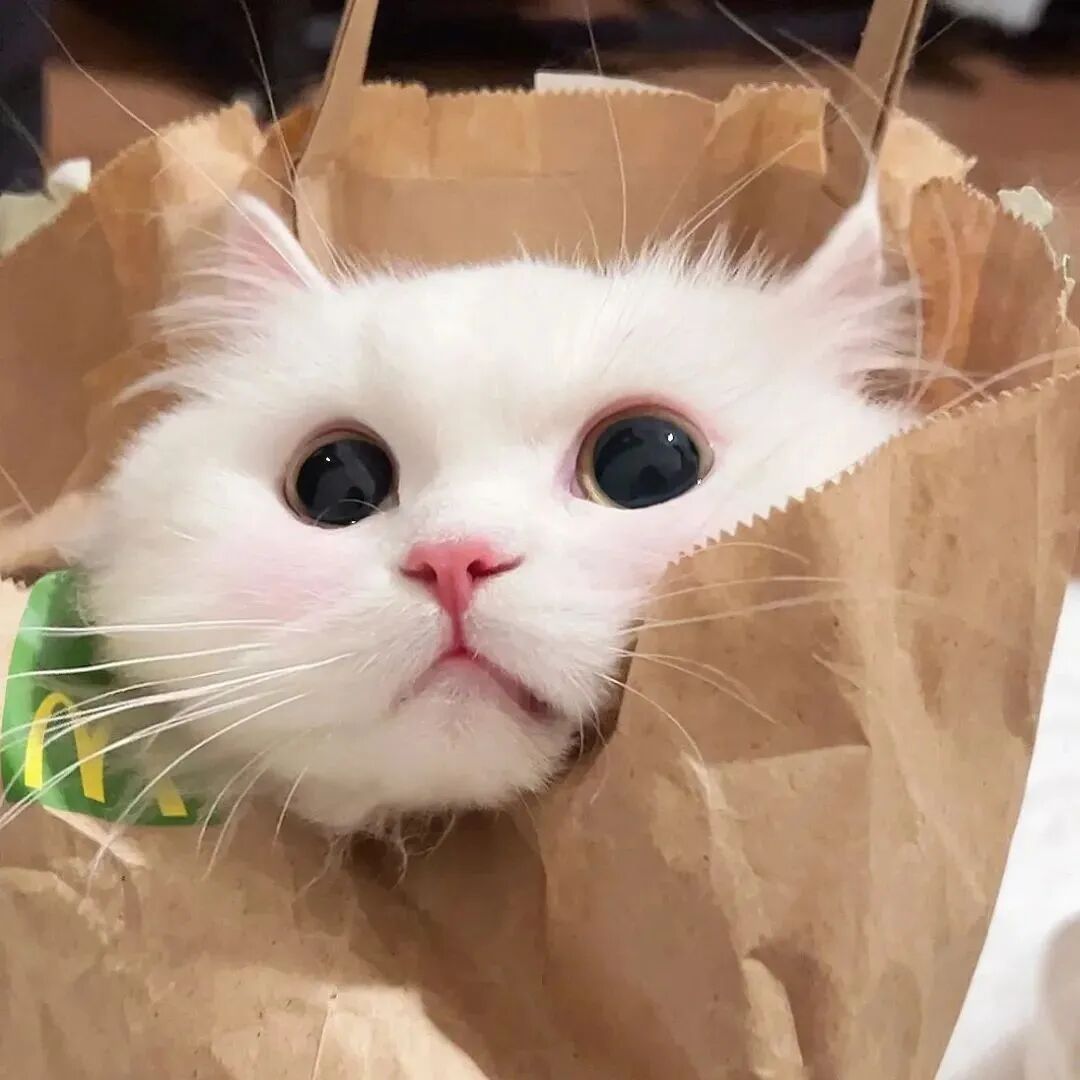 萌宠 萌宠头像  小猫头像