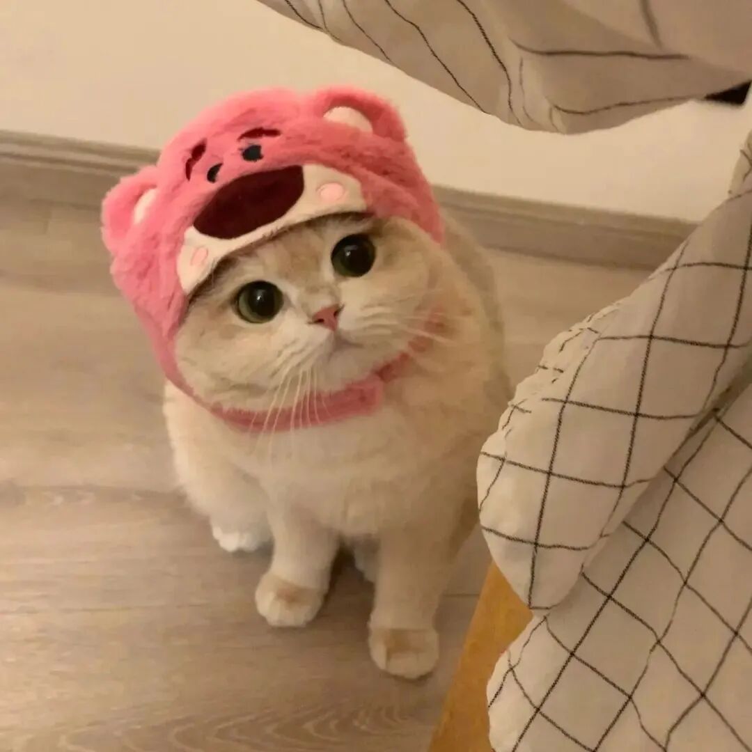 萌宠 萌宠头像  小猫头像 可爱 可爱头像