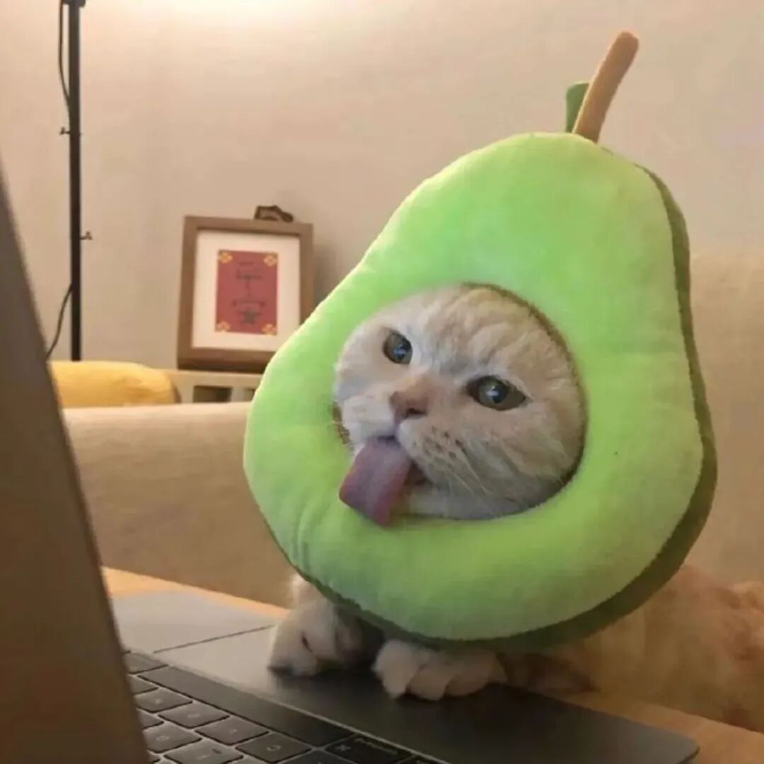 萌宠 萌宠头像  小猫头像 可爱 可爱头像