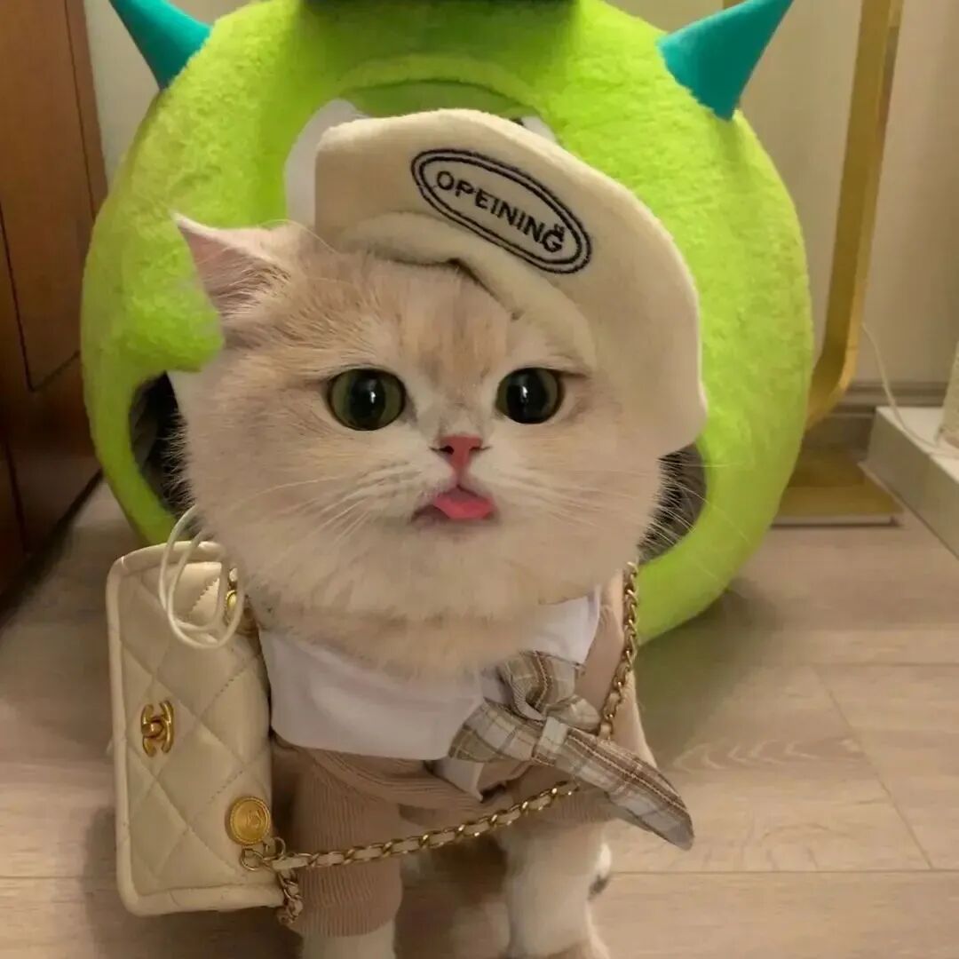 萌宠 萌宠头像  小猫头像 可爱 可爱头像
